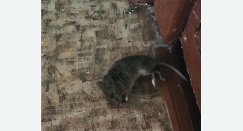 Дезинфекция от мышей в Ликино-Дулёво