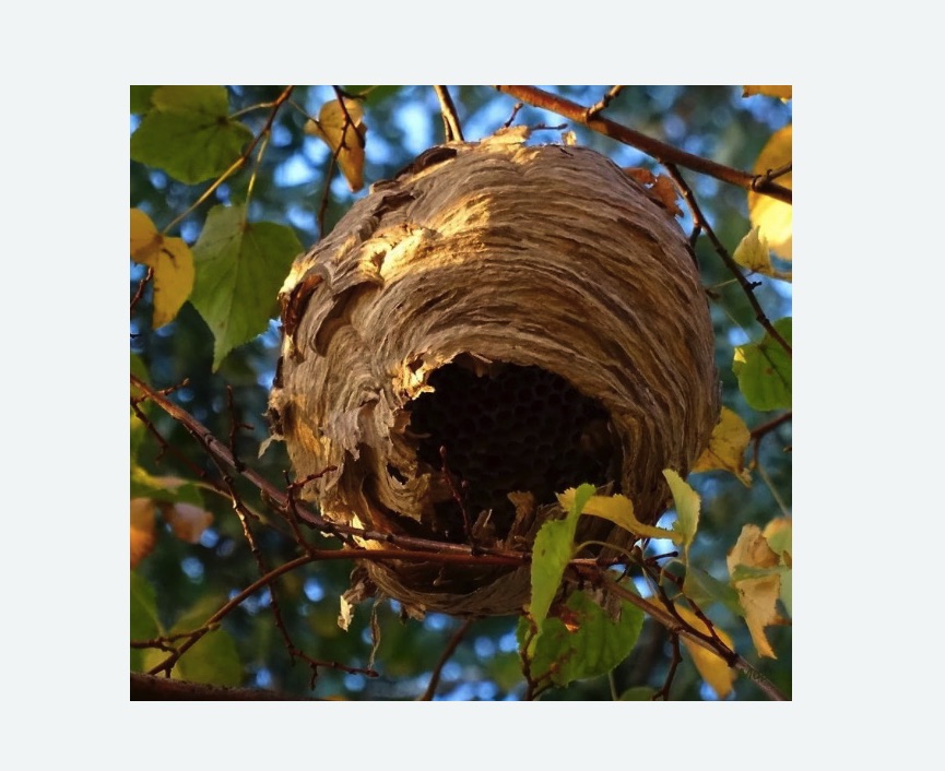 Обработка от шершней в Ликино-Дулёво