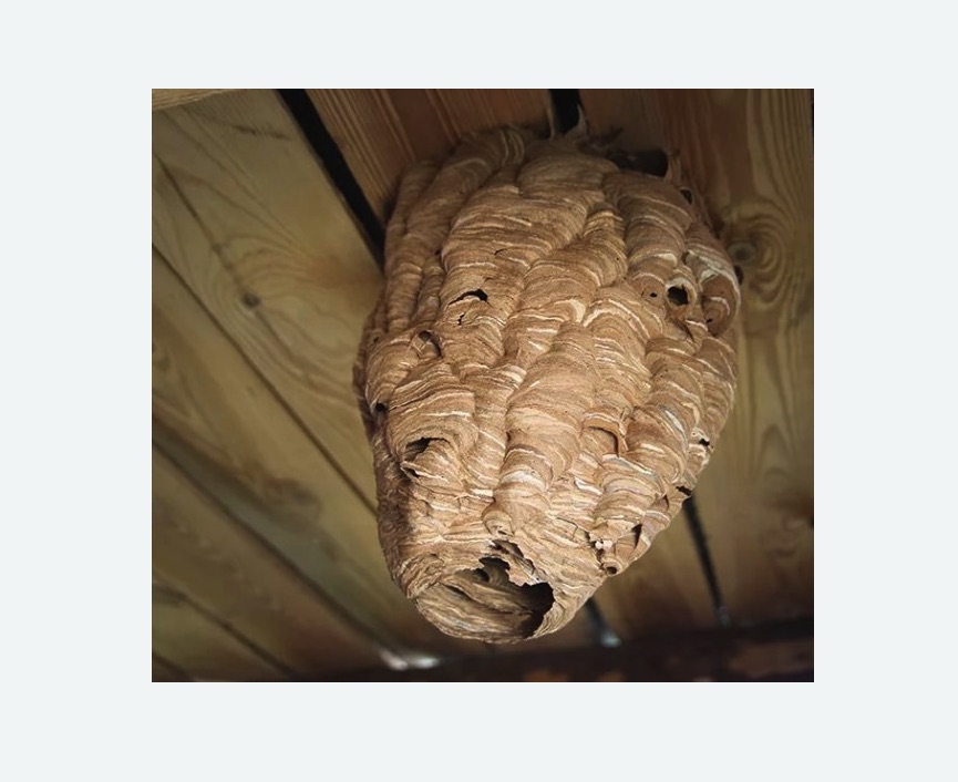 обработка от шершней в Ликино-Дулёво