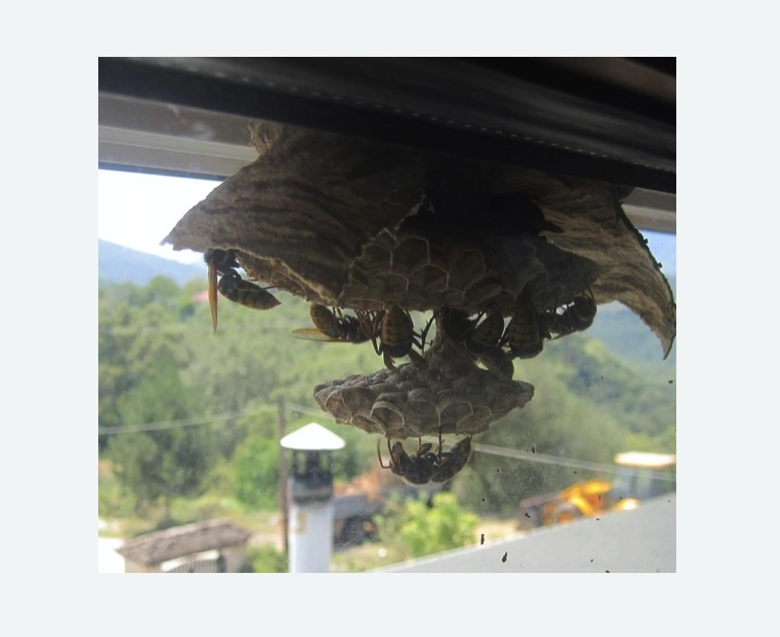 Уничтожение гнёзд шершней в Ликино-Дулёво