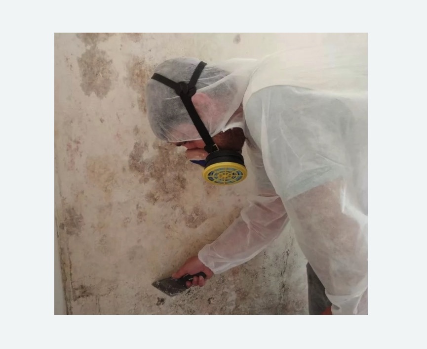 Обработка стен от плесени в Ликино-Дулёво