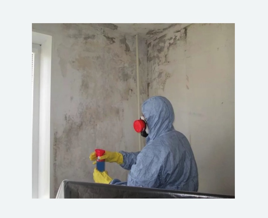 Удаление плесени в квартире в Ликино-Дулёво
