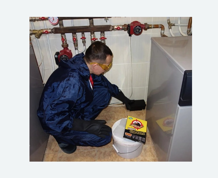 Уничтожение крыс в Ликино-Дулёво