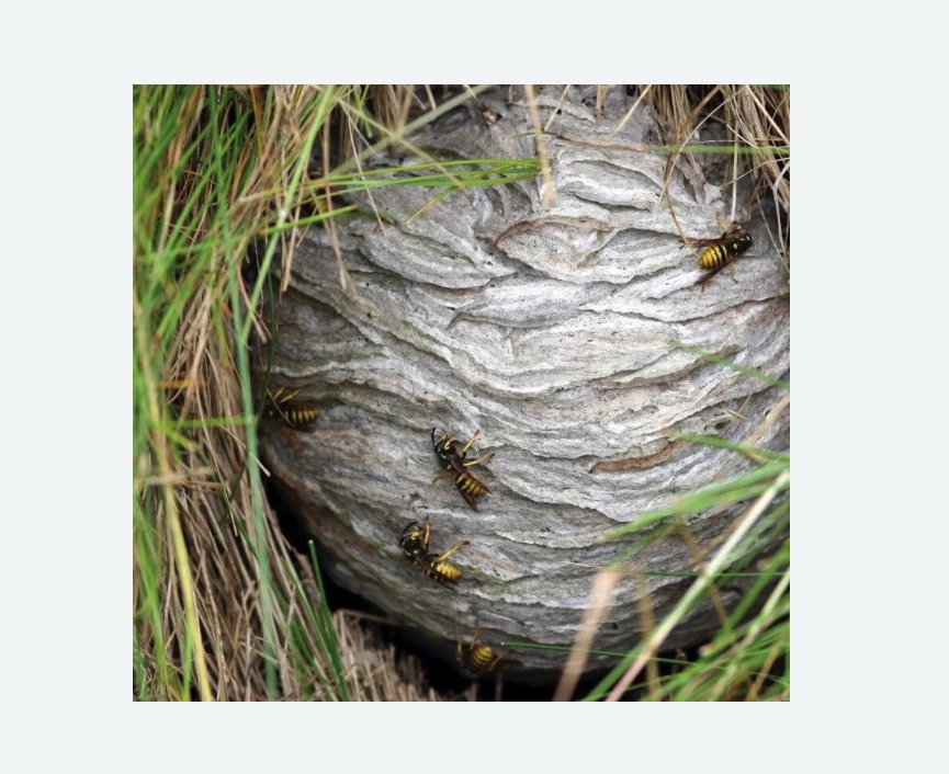 Уничтожение ос и ульев в Ликино-Дулёво